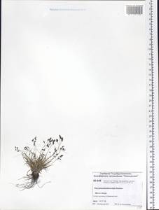 Poa pseudoabbreviata Roshev., Siberia, Central Siberia (S3) (Russia)