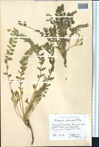 Astragalus atrovinosus Popov ex Baranov, Middle Asia, Western Tian Shan & Karatau (M3) (Uzbekistan)
