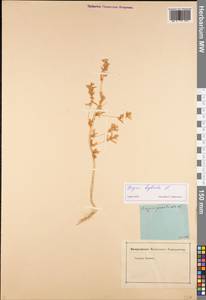 Axyris hybrida L., Siberia (no precise locality) (S0) (Russia)