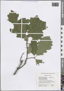 Quercus robur L., Caucasus, Black Sea Shore (from Novorossiysk to Adler) (K3) (Russia)