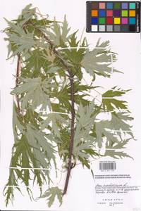 Acer saccharinum L., Eastern Europe, Moscow region (E4a) (Russia)