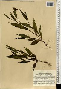 Plumbagella micrantha (Ledeb.) Spach, Mongolia (MONG) (Mongolia)