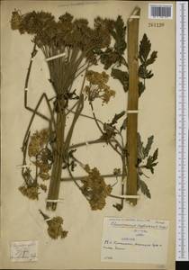 Pleurospermum austriacum (L.) Hoffm., Western Europe (EUR) (Serbia)