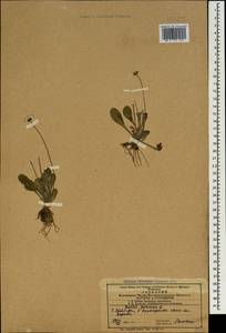 Bellis perennis L., Caucasus, Azerbaijan (K6) (Azerbaijan)