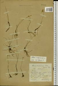 Allium vodopjanovae N.Friesen, Siberia, Altai & Sayany Mountains (S2) (Russia)