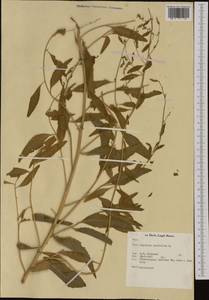 Lepidium latifolium L., Western Europe (EUR) (Netherlands)