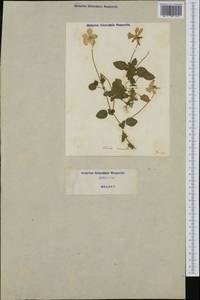 Viola cornuta L., Western Europe (EUR) (Italy)