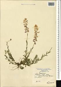 Polygala major Jacq., Caucasus, South Ossetia (K4b) (South Ossetia)