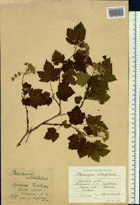 Physocarpus amurensis (Maxim.) Maxim., Siberia, Russian Far East (S6) (Russia)