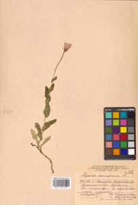 Papaver somniferum L., Siberia, Russian Far East (S6) (Russia)
