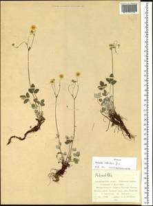 Potentilla crebridens Juz., Siberia, Russian Far East (S6) (Russia)