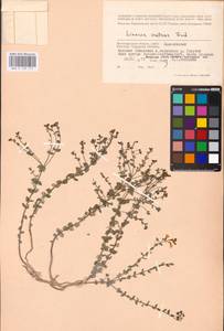 MHA 0 159 171, Linaria cretacea Fisch. ex Spreng., Eastern Europe, Lower Volga region (E9) (Russia)