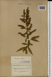 Salix silesiaca Willd., Eastern Europe, Lower Volga region (E9) (Russia)