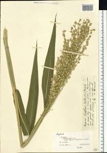 Sorghum bicolor (L.) Moench, Eastern Europe, Moscow region (E4a) (Russia)