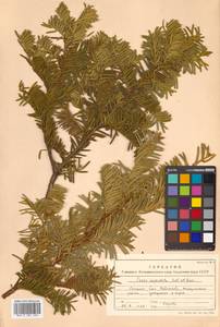 Taxus cuspidata Siebold & Zucc., Siberia, Russian Far East (S6) (Russia)