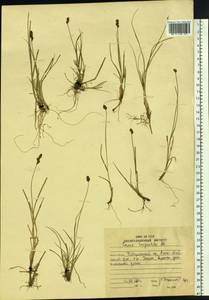 Carex lachenalii subsp. lachenalii, Siberia, Russian Far East (S6) (Russia)