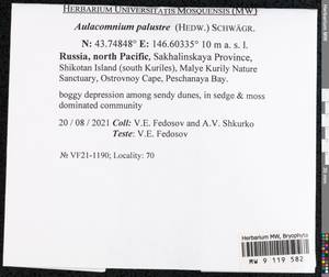 Aulacomnium palustre (Hedw.) Schwägr., Bryophytes, Bryophytes - Russian Far East (excl. Chukotka & Kamchatka) (B20) (Russia)