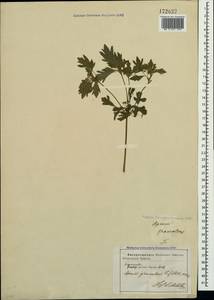 Apium graveolens L., Crimea (KRYM) (Russia)