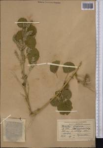 Cullen drupaceum (Bunge)C.H.Stirt., Middle Asia, Syr-Darian deserts & Kyzylkum (M7) (Uzbekistan)
