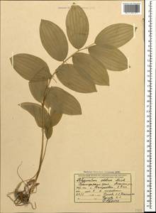 Polygonatum glaberrimum K.Koch, Caucasus, Krasnodar Krai & Adygea (K1a) (Russia)