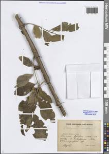 Euonymus europaeus L., Eastern Europe, Lower Volga region (E9) (Russia)