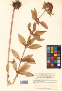 Hylotelephium verticillatum (L.) H. Ohba, Siberia, Chukotka & Kamchatka (S7) (Russia)