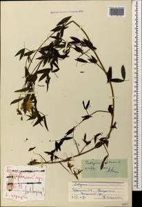 Lathyrus pratensis L., Caucasus, Georgia (K4) (Georgia)