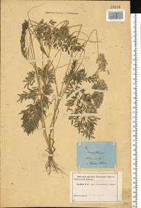 Eragrostis cilianensis (All.) Vignolo ex Janch., Eastern Europe, South Ukrainian region (E12) (Ukraine)