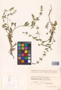 Asperugo procumbens L., Eastern Europe, Lower Volga region (E9) (Russia)