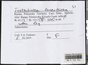 Iwatsukiella leucotricha (Mitt.) W.R. Buck & H.A. Crum, Bryophytes, Bryophytes - Russian Far East (excl. Chukotka & Kamchatka) (B20) (Russia)