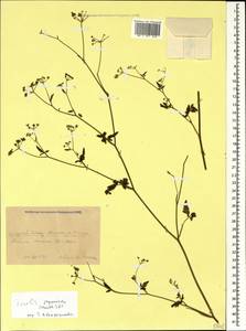 Torilis japonica (Houtt.) DC., Caucasus, Krasnodar Krai & Adygea (K1a) (Russia)