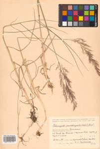 Calamagrostis pseudophragmites (Haller f.) Koeler, Siberia, Russian Far East (S6) (Russia)