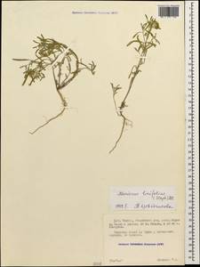 Meniocus linifolius (Stephan ex Willd.) DC., Caucasus, North Ossetia, Ingushetia & Chechnya (K1c) (Russia)