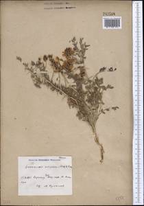 Eversmannia subspinosa (DC.)B.Fedtsch., Middle Asia, Western Tian Shan & Karatau (M3) (Kazakhstan)