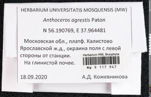 Anthoceros agrestis Paton, Bryophytes, Bryophytes - Moscow City & Moscow Oblast (B6a) (Russia)