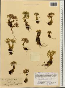 Prometheum pilosum (M. Bieb.) H. Ohba, Caucasus, North Ossetia, Ingushetia & Chechnya (K1c) (Russia)