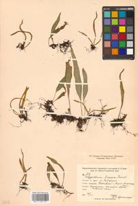 Lepisorus ussuriensis (Regel & Mack.) Ching, Siberia, Russian Far East (S6) (Russia)