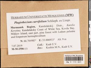 Plagiothecium curvifolium Schlieph. ex Limpr., Bryophytes, Bryophytes - Karelia, Leningrad & Murmansk Oblasts (B4) (Russia)