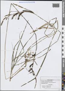 Carex acuta L., Eastern Europe, Middle Volga region (E8) (Russia)