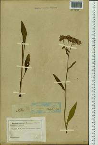 Eurybia sibirica subsp. sibirica, Siberia (no precise locality) (S0) (Russia)