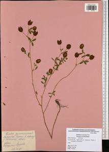 Trifolium aureum Pollich, Eastern Europe, Central region (E4) (Russia)