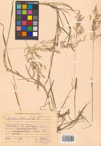 Agrostis stolonifera L., Siberia, Russian Far East (S6) (Russia)