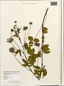 Bituminaria bituminosa (L.)C.H.Stirt., Caucasus, Black Sea Shore (from Novorossiysk to Adler) (K3) (Russia)