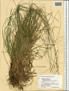 Carex brunnescens (Pers.) Poir., Eastern Europe, Western region (E3) (Russia)