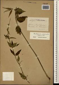 Vincetoxicum juzepczukii × hirundinaria, Crimea (KRYM) (Russia)