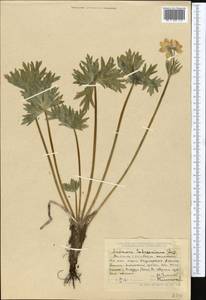 Anemone sylvestris L., Middle Asia, Dzungarian Alatau & Tarbagatai (M5) (Kazakhstan)