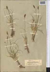 Carex stenophylla subsp. stenophylloides (V.I.Krecz.) T.V.Egorova, Middle Asia, Muyunkumy, Balkhash & Betpak-Dala (M9) (Kazakhstan)
