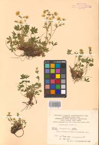 Potentilla aurea L., Eastern Europe, West Ukrainian region (E13) (Ukraine)