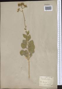 Haplophyllum robustum Bunge, Middle Asia, Syr-Darian deserts & Kyzylkum (M7)