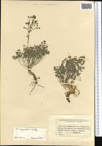 Thalictrum isopyroides C. A. Mey., Middle Asia, Northern & Central Tian Shan (M4) (Kyrgyzstan)